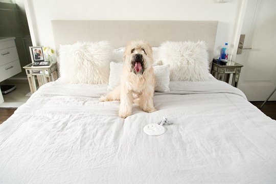 Pearhead Odcisk Łapy Pupila Zawieszka