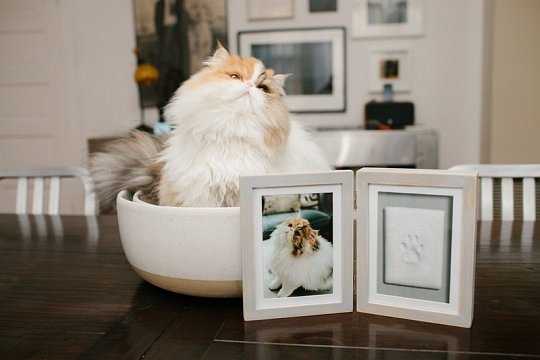 Pearhead Ramka z Odlewem Łapy Pupila Stojąca Grey