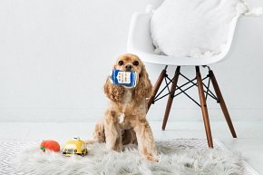 Pearhead Zabawka Dla Psa New Bark City