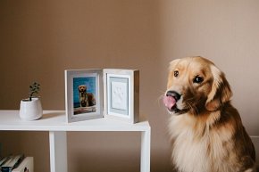 Pearhead Ramka z Odlewem Łapy Pupila Stojąca Grey