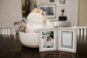 Pearhead Ramka z Odlewem Łapy Pupila Stojąca Grey