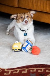 Pearhead Zabawka Dla Psa New Bark City